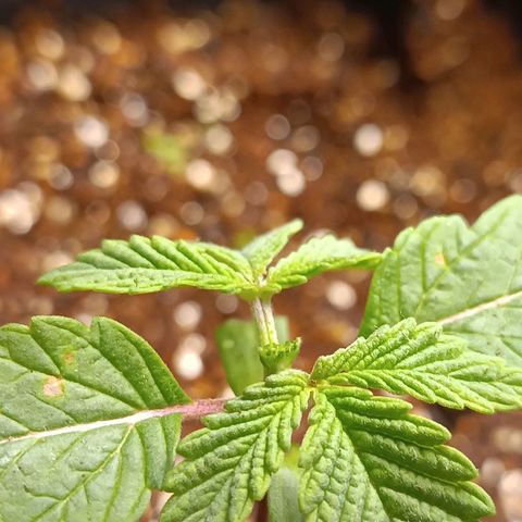 AK420 growlog timeline photo