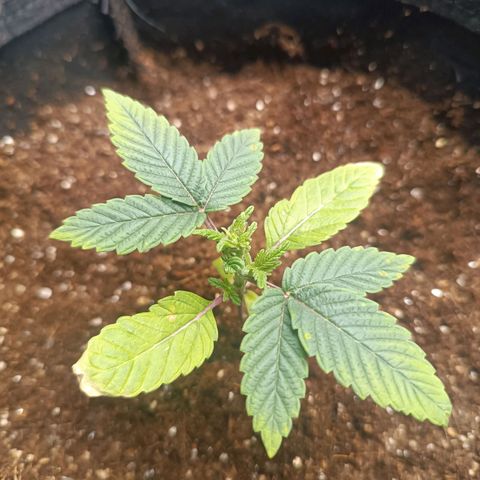 AK420 growlog photo: Percebi o amarelamento das folhas, em um dos vasos, cortei acidentalmente uma das folhas, a outra do mesmo nó secou
Eu diminui a exposição da luz para 20% acho que pela idade das plantas forneci muita luz de uma vez o que refletiu nas folhas secas. Continuo a observar.