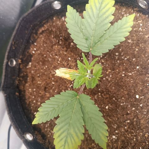 AK420 growlog photo: Percebi o amarelamento das folhas, em um dos vasos, cortei acidentalmente uma das folhas, a outra do mesmo nó secou
Eu diminui a exposição da luz para 20% acho que pela idade das plantas forneci muita luz de uma vez o que refletiu nas folhas secas. Continuo a observar.