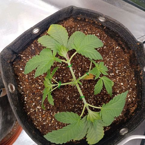 AK420 growlog timeline photo