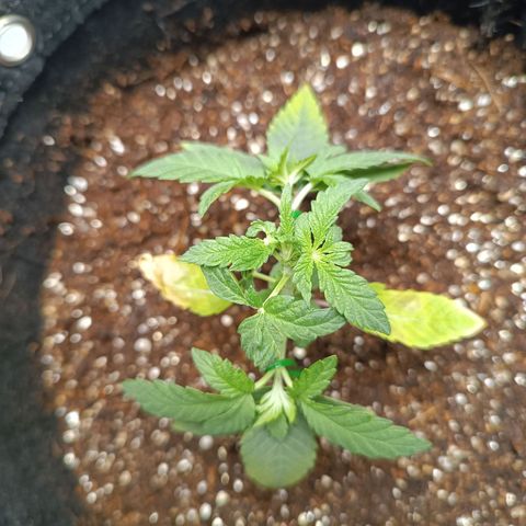 AK420 growlog timeline photo