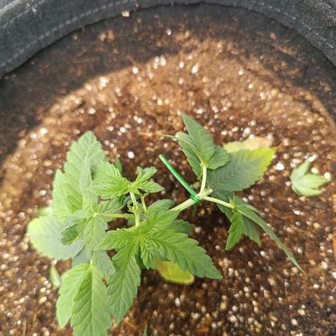 AK420 growlog timeline photo