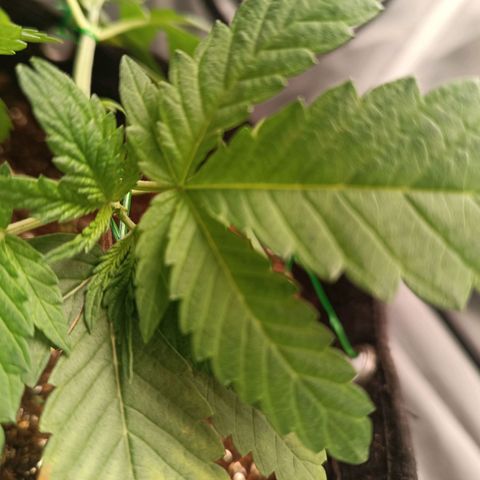 AK420 growlog timeline photo