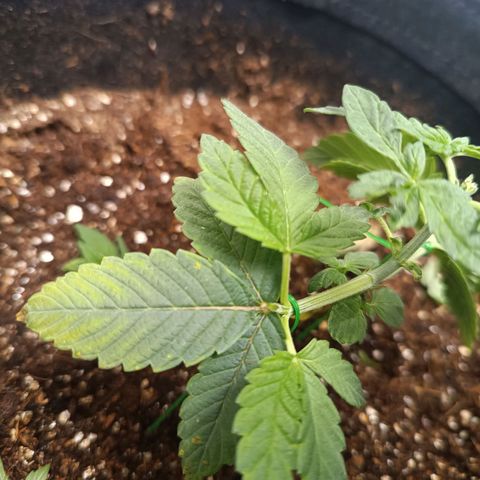 AK420 growlog timeline photo
