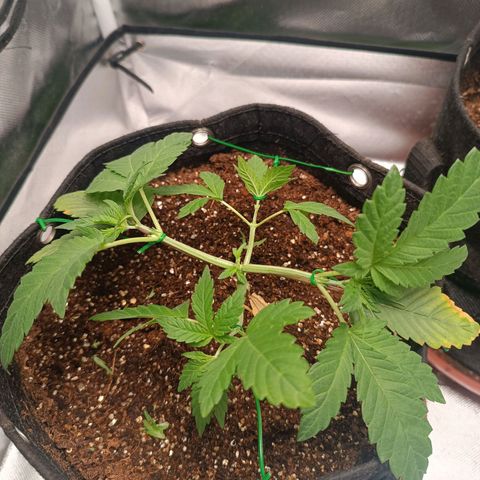 AK420 growlog timeline photo