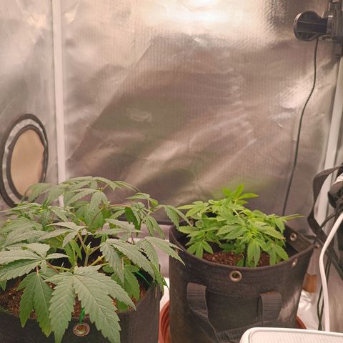 AK420 growlog timeline photo