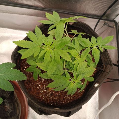 AK420 growlog timeline photo