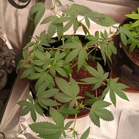 AK420 growlog timeline photo