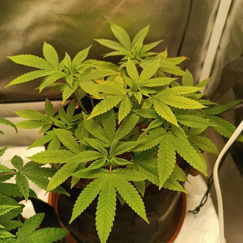 AK420 growlog timeline photo