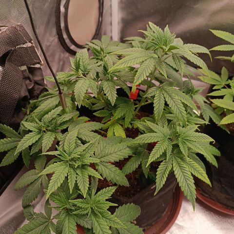AK420 growlog timeline photo