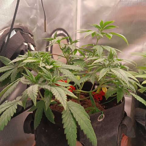 AK420 growlog timeline photo