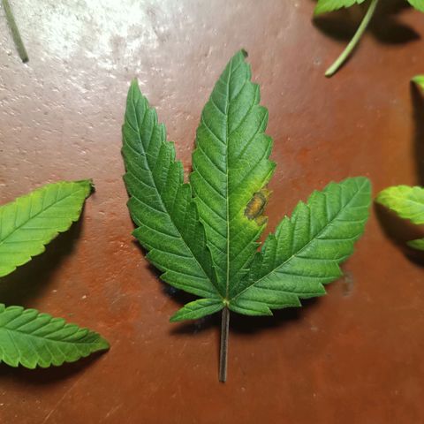 AK420 growlog photo: Essas fotos são para estudo dos padrões observados nas plantas. 

1. Folhas secando das pontas para o centro
2. Nervuras mais escuras que as extremodades