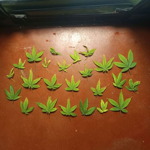 AK420 growlog photo: Essas fotos são para estudo dos padrões observados nas plantas. 

1. Folhas secando das pontas para o centro
2. Nervuras mais escuras que as extremodades