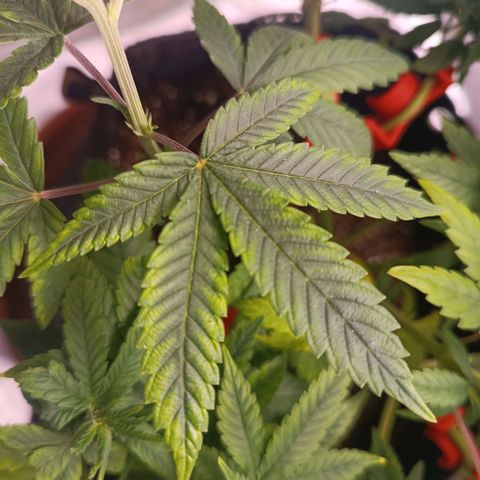 AK420 growlog photo: Essas fotos são para estudo dos padrões observados nas plantas. 

1. Folhas secando das pontas para o centro
2. Nervuras mais escuras que as extremodades