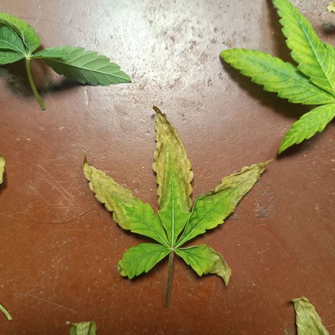 AK420 growlog photo: Essas fotos são para estudo dos padrões observados nas plantas. 

1. Folhas secando das pontas para o centro
2. Nervuras mais escuras que as extremodades