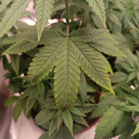 AK420 growlog photo: Essas fotos são para estudo dos padrões observados nas plantas. 

1. Folhas secando das pontas para o centro
2. Nervuras mais escuras que as extremodades
