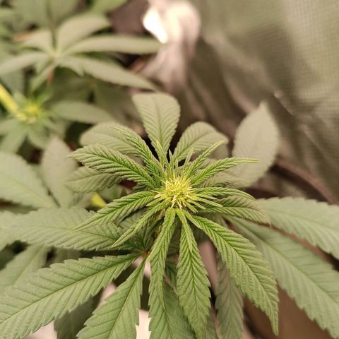 AK420 growlog timeline photo