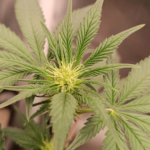 AK420 growlog timeline photo