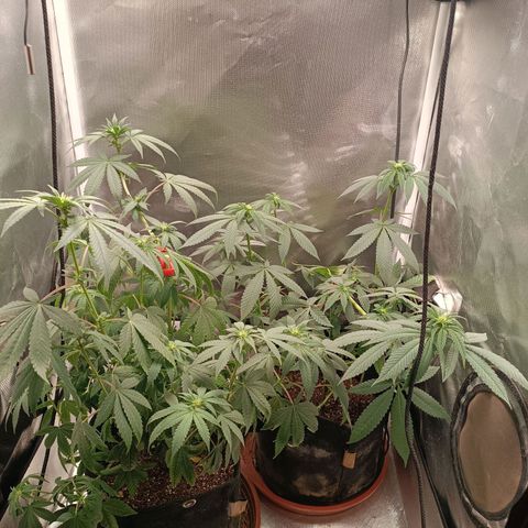 AK420 growlog timeline photo