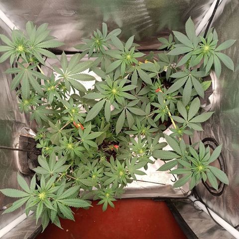 AK420 growlog timeline photo