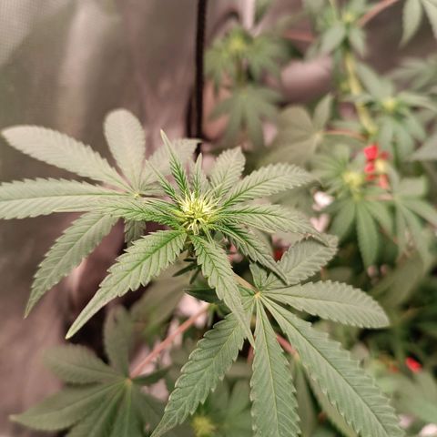 AK420 growlog timeline photo