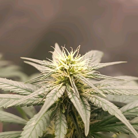 AK420 growlog timeline photo