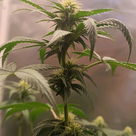 AK420 growlog timeline photo