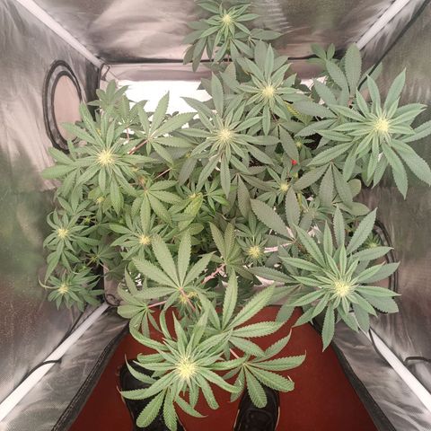 AK420 growlog timeline photo