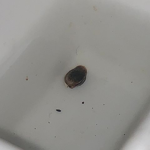 Red Rum Autoflowering growlog photo: Day 2 germ