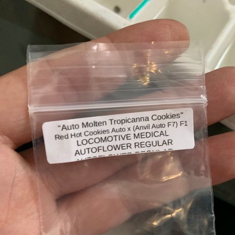Molten Tropicanna Cookies Autoflowering growlog timeline photo