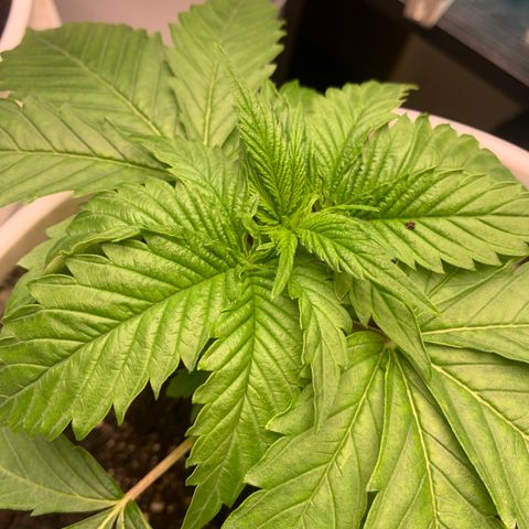 Star Boy growlog timeline photo