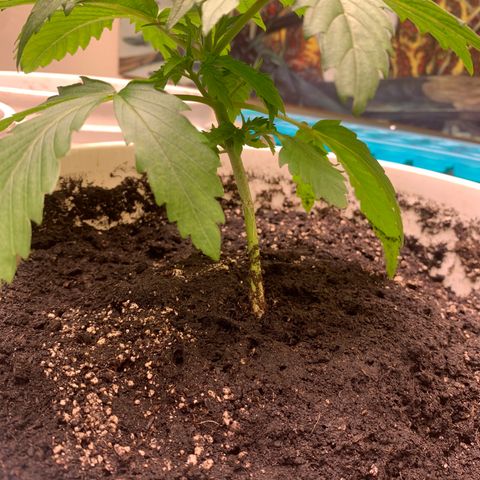 Star Boy growlog timeline photo