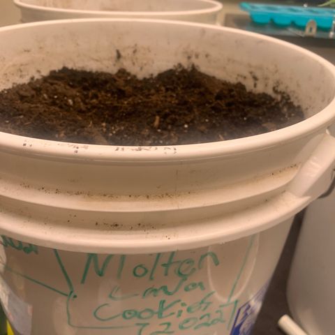 Molten Tropicanna Cookies Autoflowering growlog timeline photo