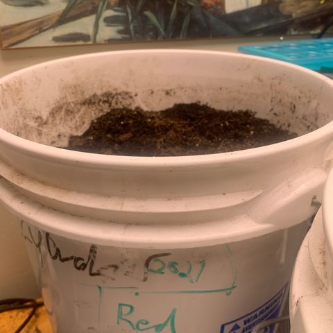 Red Rum Autoflowering growlog timeline photo