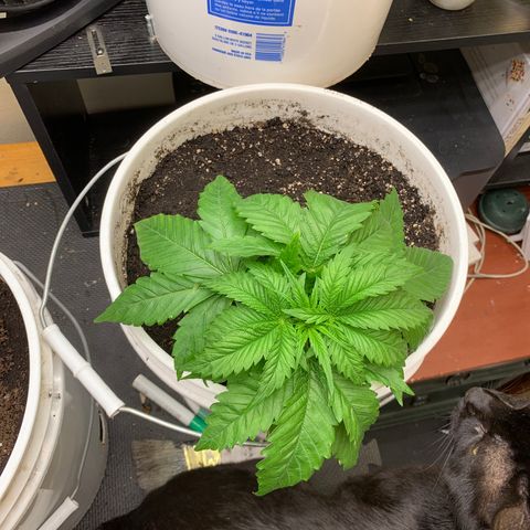 Star Boy growlog timeline photo