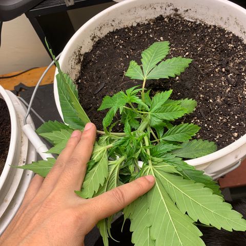 Star Boy growlog timeline photo