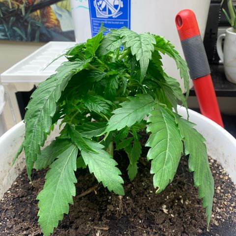 Star Boy growlog timeline photo