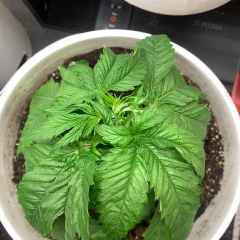 Star Boy growlog timeline photo