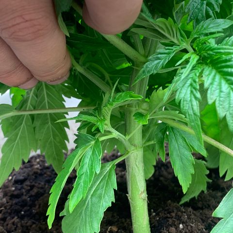 Star Boy growlog timeline photo