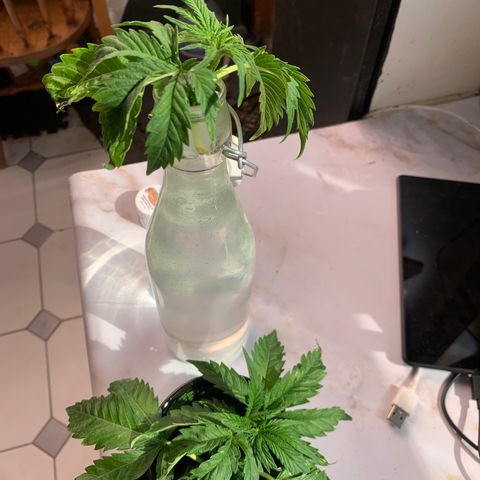 Star Boy growlog timeline photo