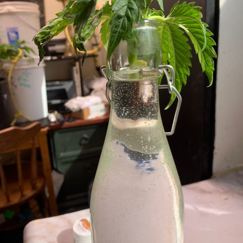 Star Boy growlog timeline photo