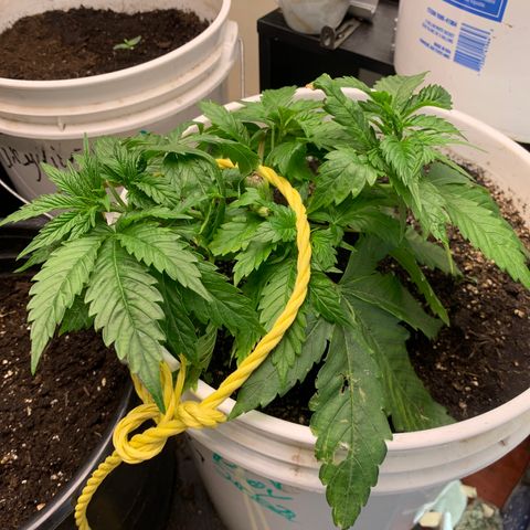 Star Boy growlog timeline photo