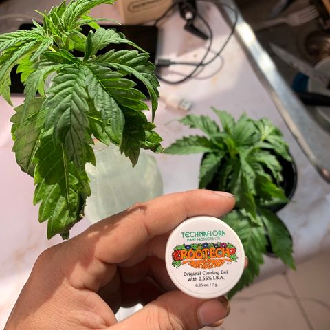 Star Boy growlog timeline photo