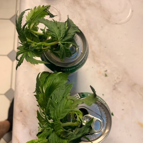 Star Boy growlog timeline photo