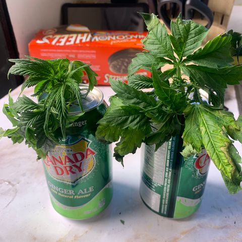 Star Boy growlog timeline photo