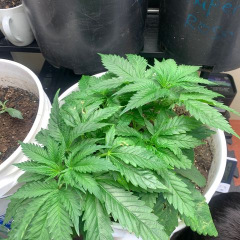 Star Boy growlog timeline photo