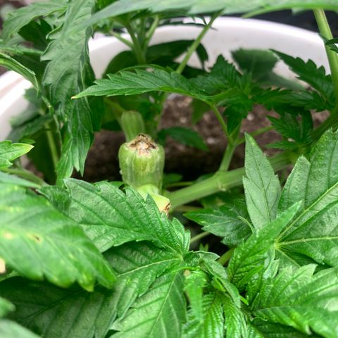 Star Boy growlog timeline photo