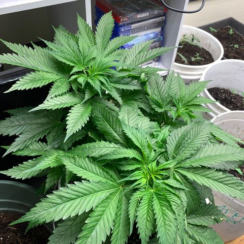 Star Boy growlog timeline photo