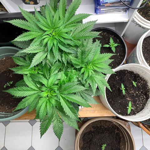 Star Boy growlog timeline photo