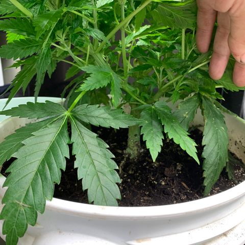 Star Boy growlog timeline photo